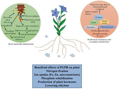 Editorial: Rhizospheric interactions: integrating plant-microbe signaling during stresses